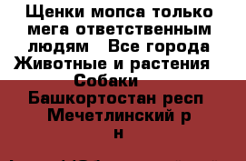 Щенки мопса только мега-ответственным людям - Все города Животные и растения » Собаки   . Башкортостан респ.,Мечетлинский р-н